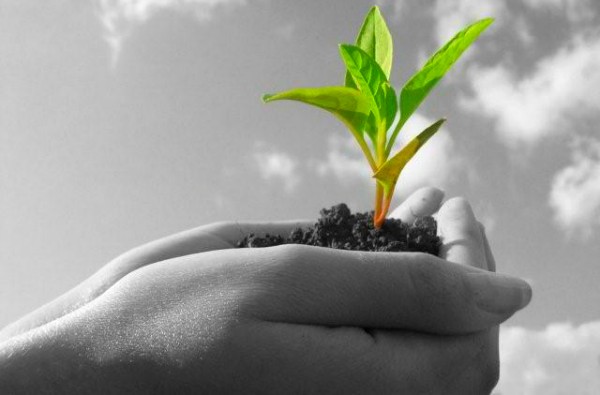 Hands holding seedling plant