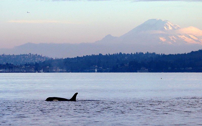 Puget Sound Orcas